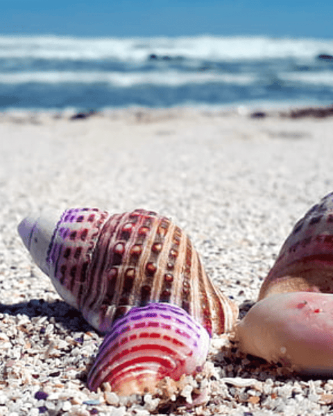 Types of Seashells Used in Jewelry Making