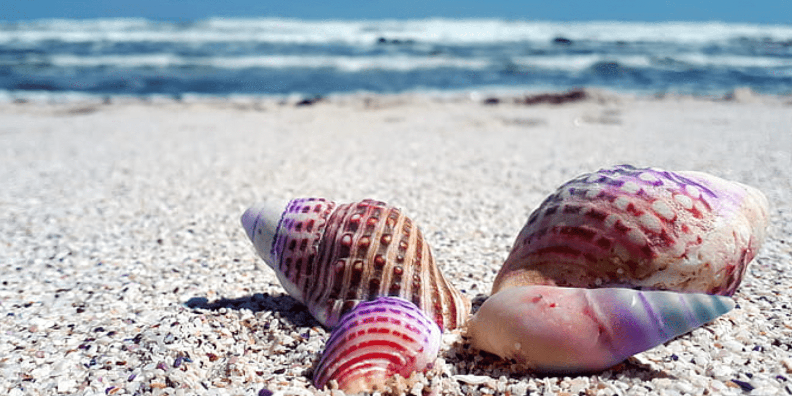 Types of Seashells Used in Jewelry Making