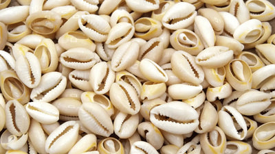 Cowrie Shells: Virtues and Meanings