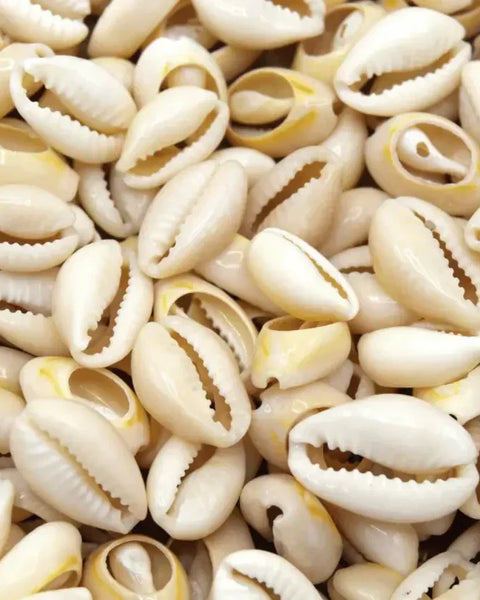 cowrie-shells-meaning