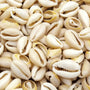 cowrie-shells-meaning