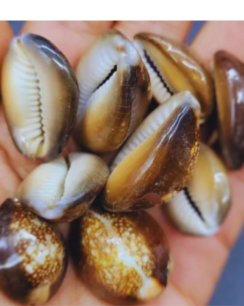 The Timeless Legacy of Cowrie Shells