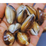 The Timeless Legacy of Cowrie Shells