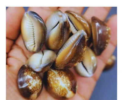 The Timeless Legacy of Cowrie Shells