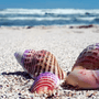 Types of Seashells Used in Jewelry Making