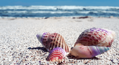 Types of Seashells Used in Jewelry Making