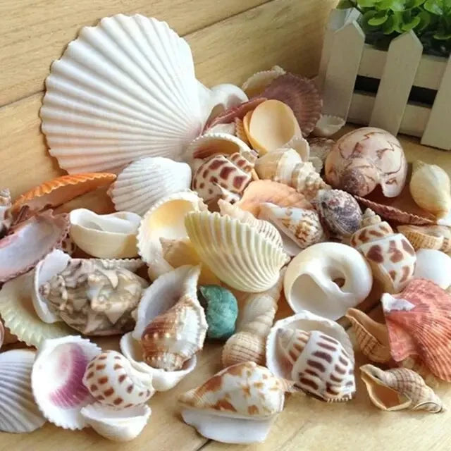 Natural-Seashells