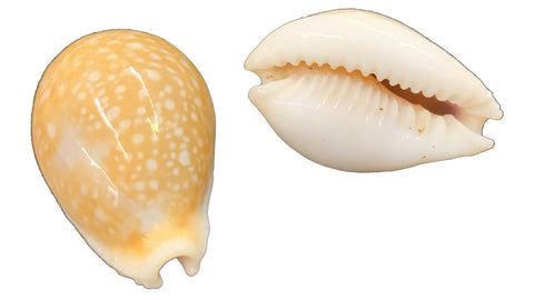 Cowrie