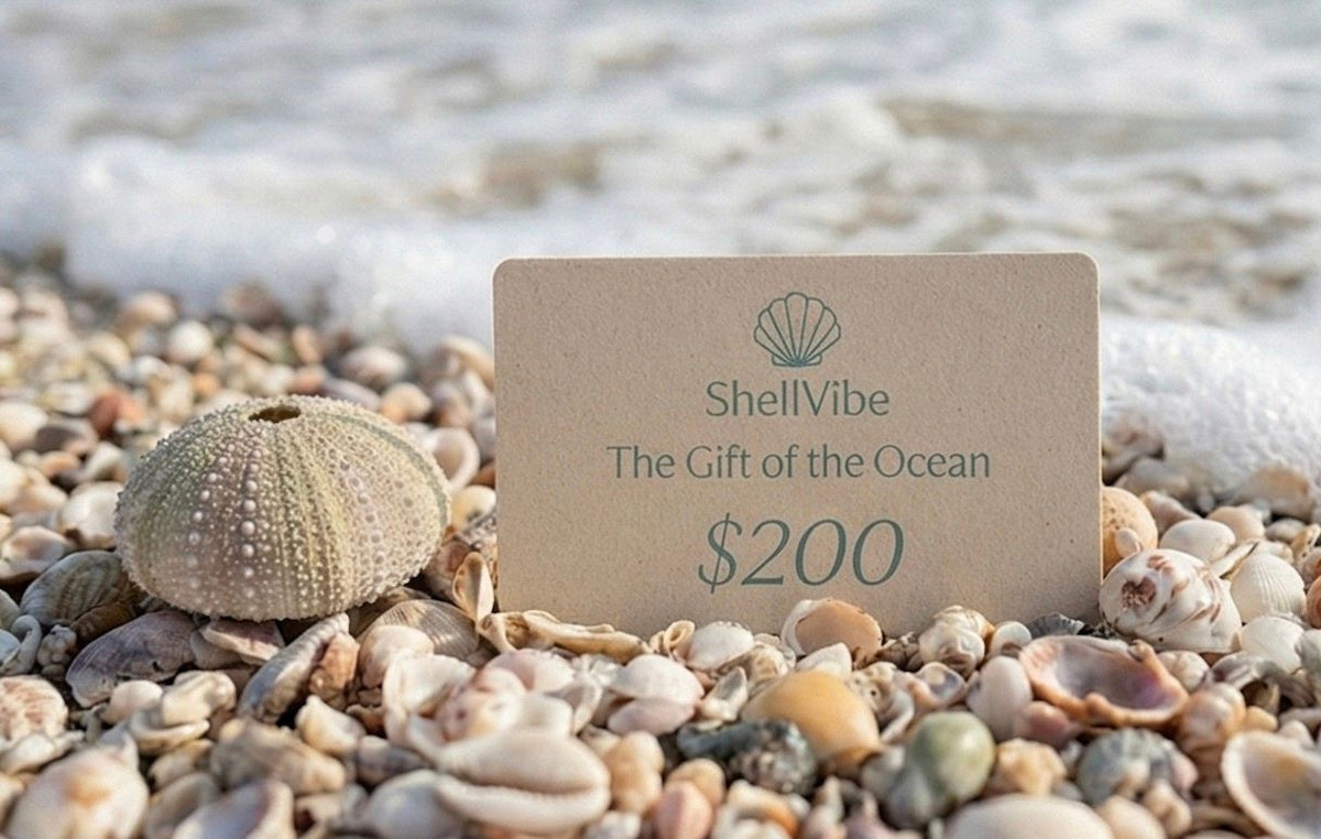 ShellVibe gift card on pebbles with ocean in the background