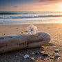 bloom nacre ring on a drift wood on the beach at sunset.