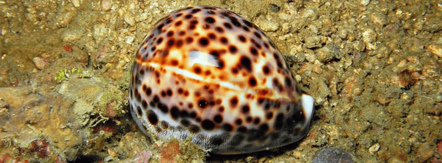 cowries-animal-shell